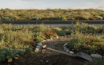 From gardens to green roofs: small changes, big biodiversity